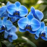 Kék festett orchidea közelről, élénk színű virág