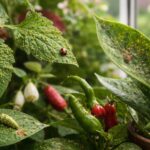 Kerti és szobanövények kártevőkkel fertőzve, levelek sérültek