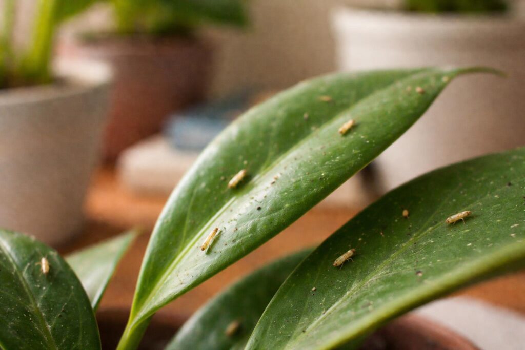 Tripszek a lakásban, közelről, apró rovarok zöld leveleken