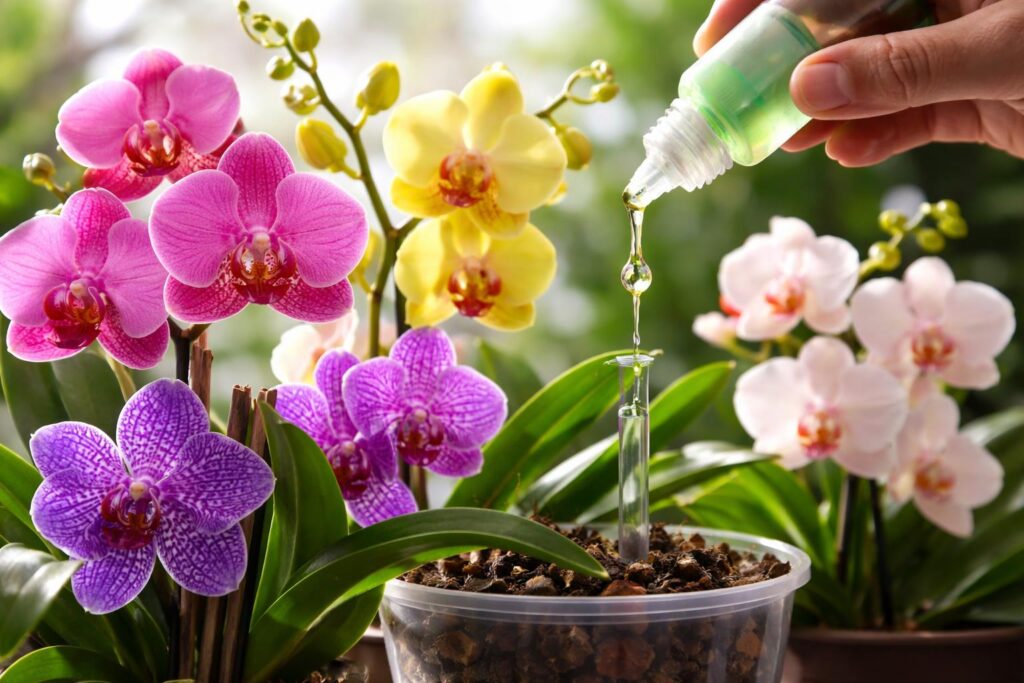 Különböző orchidea fajták és tápoldat adagok